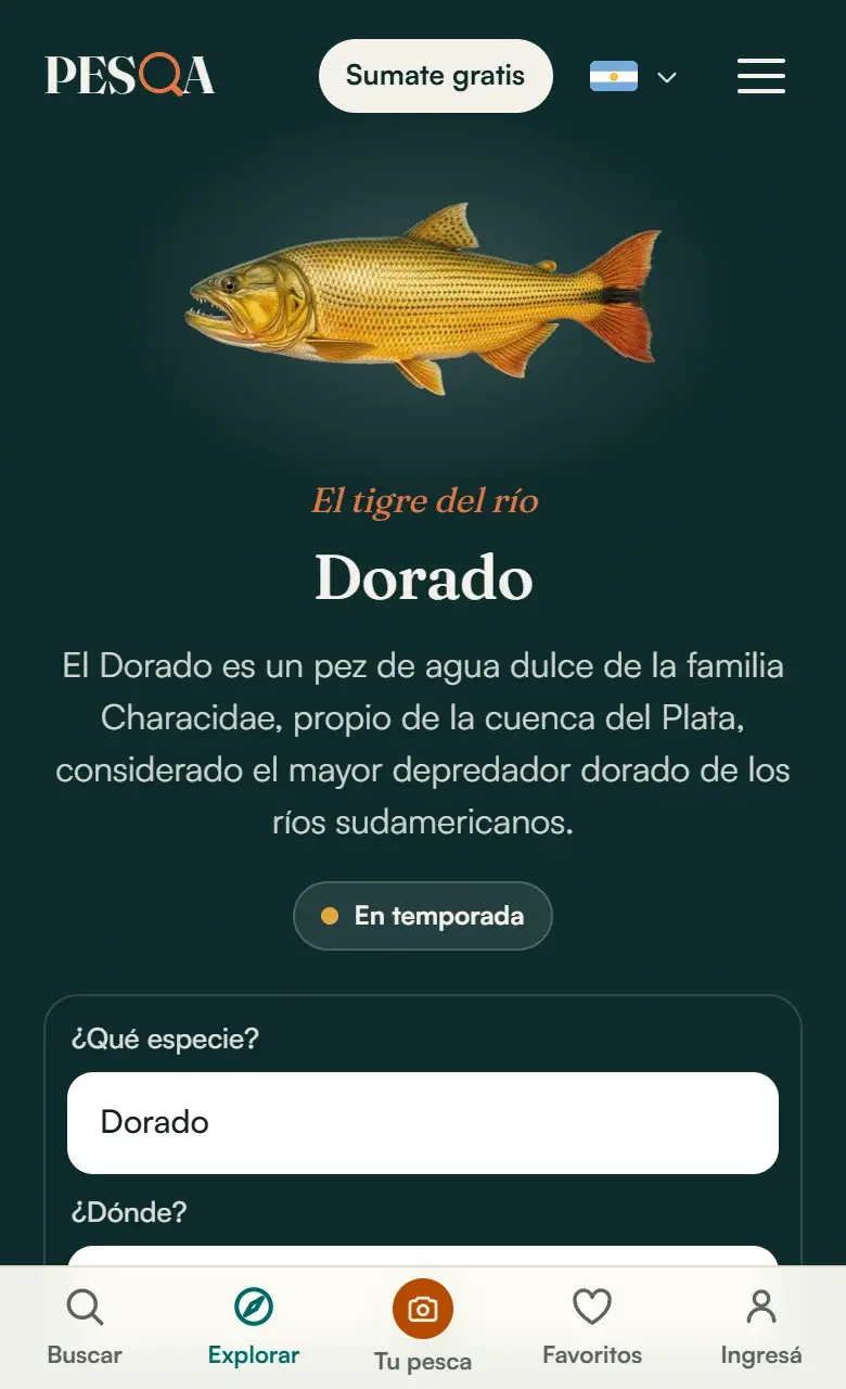 La ficha del dorado en pesqa.ar, en el celular: la ilustración del pez, “El tigre del río” y su descripción.