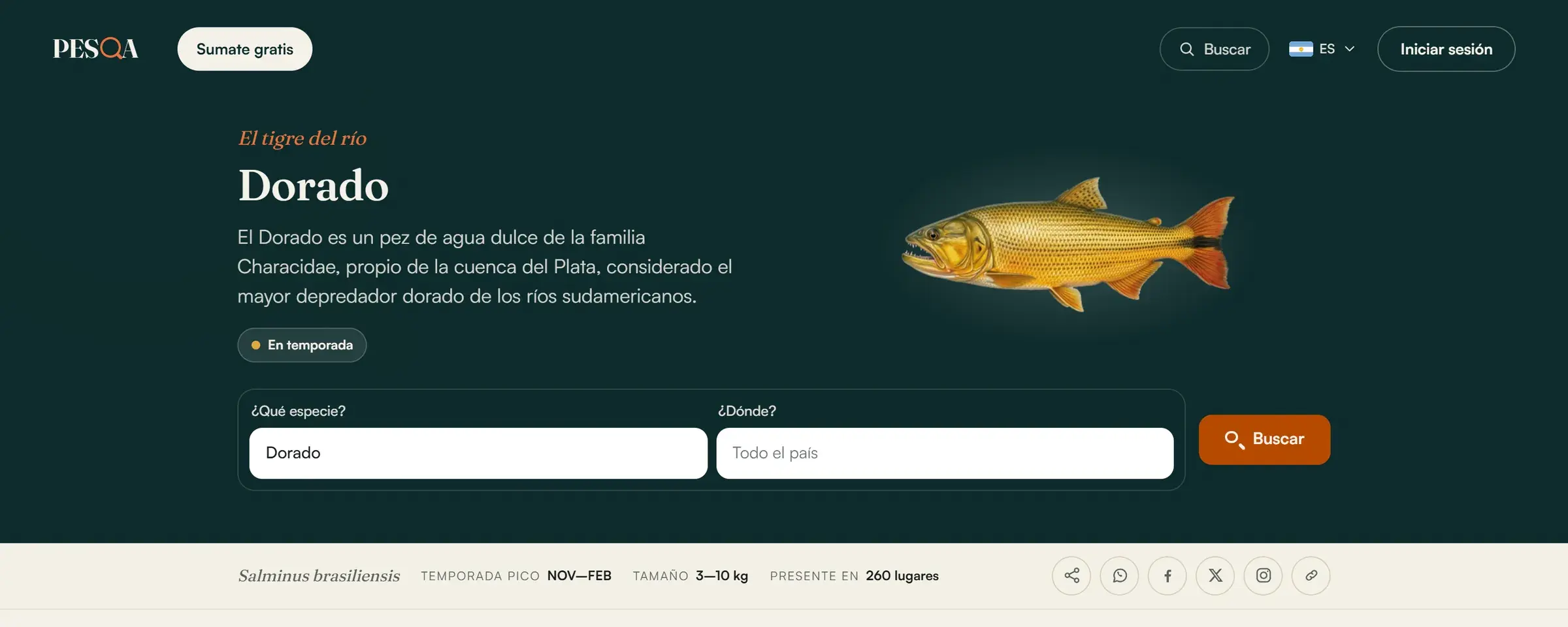 La ficha del dorado en pesqa.ar, en la computadora: su descripción, la ilustración del pez y la temporada pico.