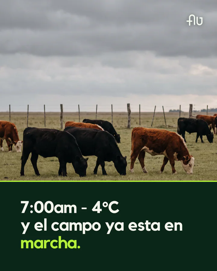 Post by Bajos del Bragado: 7 a.m., 4 °C, and the farm already at work
